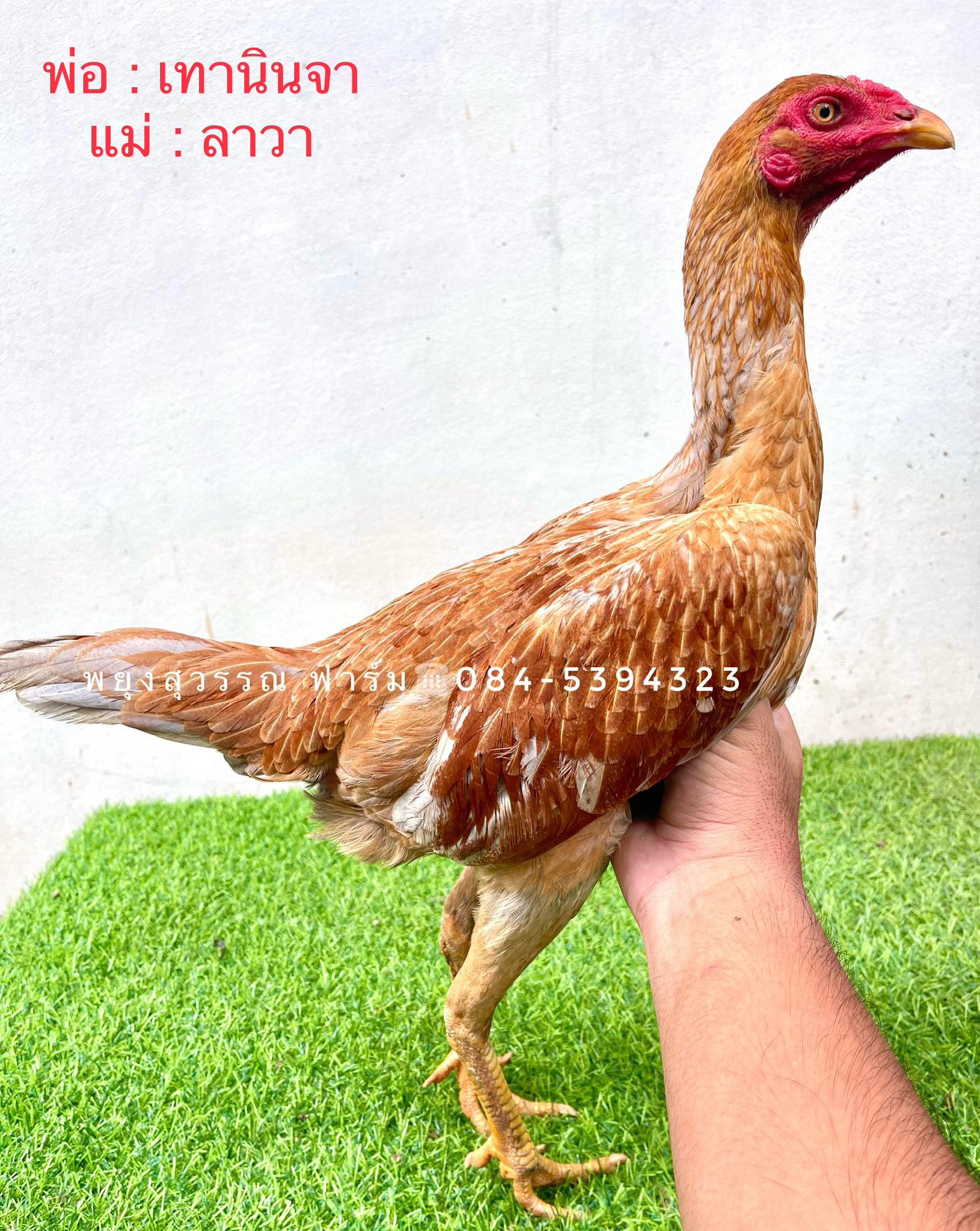 ไก่สาวพม่าม้าล่อ สายเลือดดีเหลี่ยมดีแผลคม พ่อแม่จ่ายลูกเก่ง ตัวที่ 4