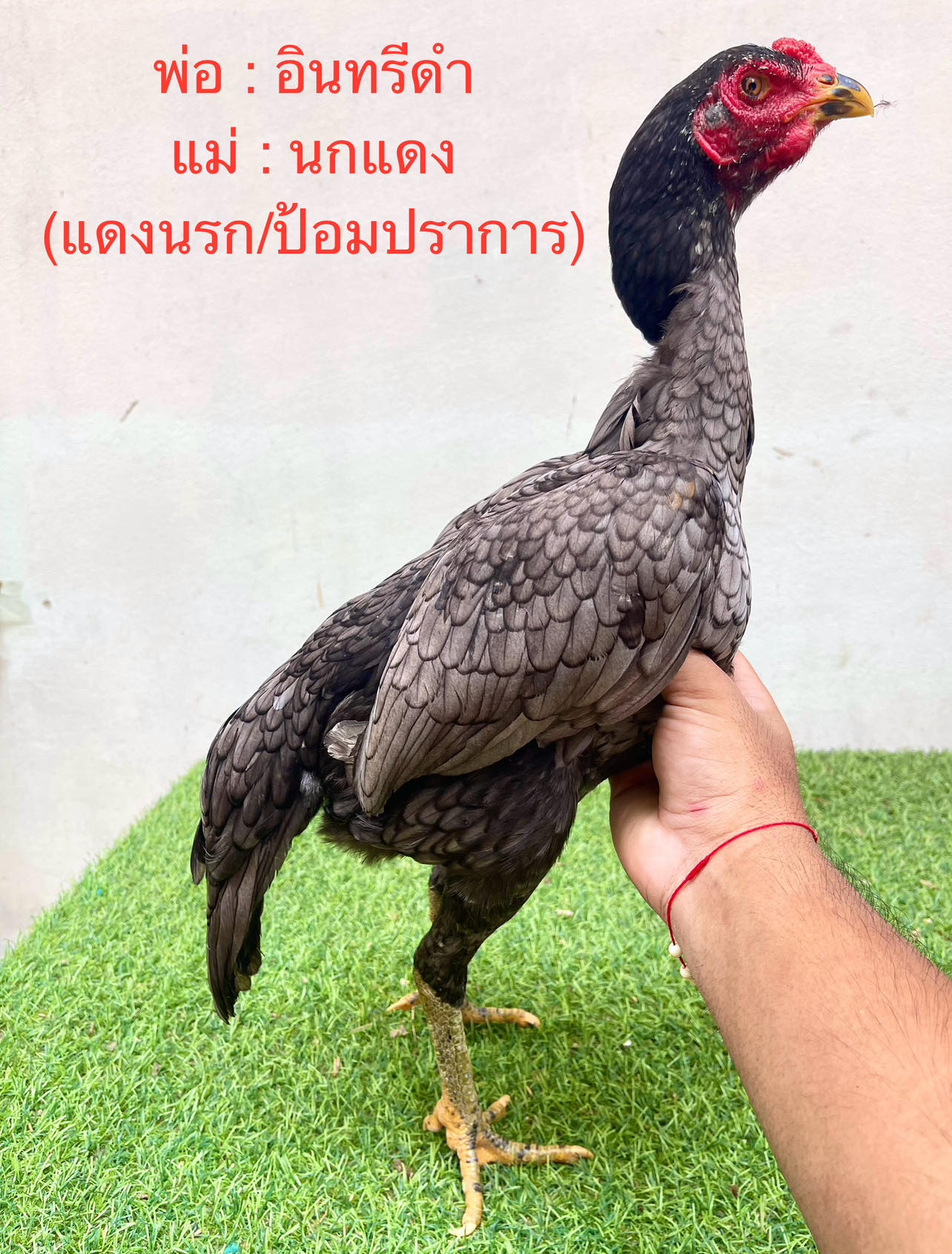 ไก่สาวป่าก๋อย สายเลือดดี เกรดแม่พันธู์ตัวที่2