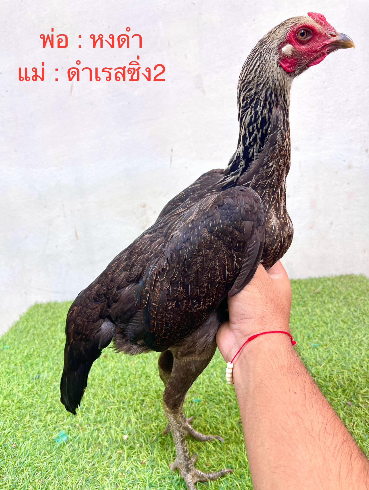 ไก่สาวพม่าม้าล่อ สายเลือดดี เกรดแม่พันธู์ตัวที่3