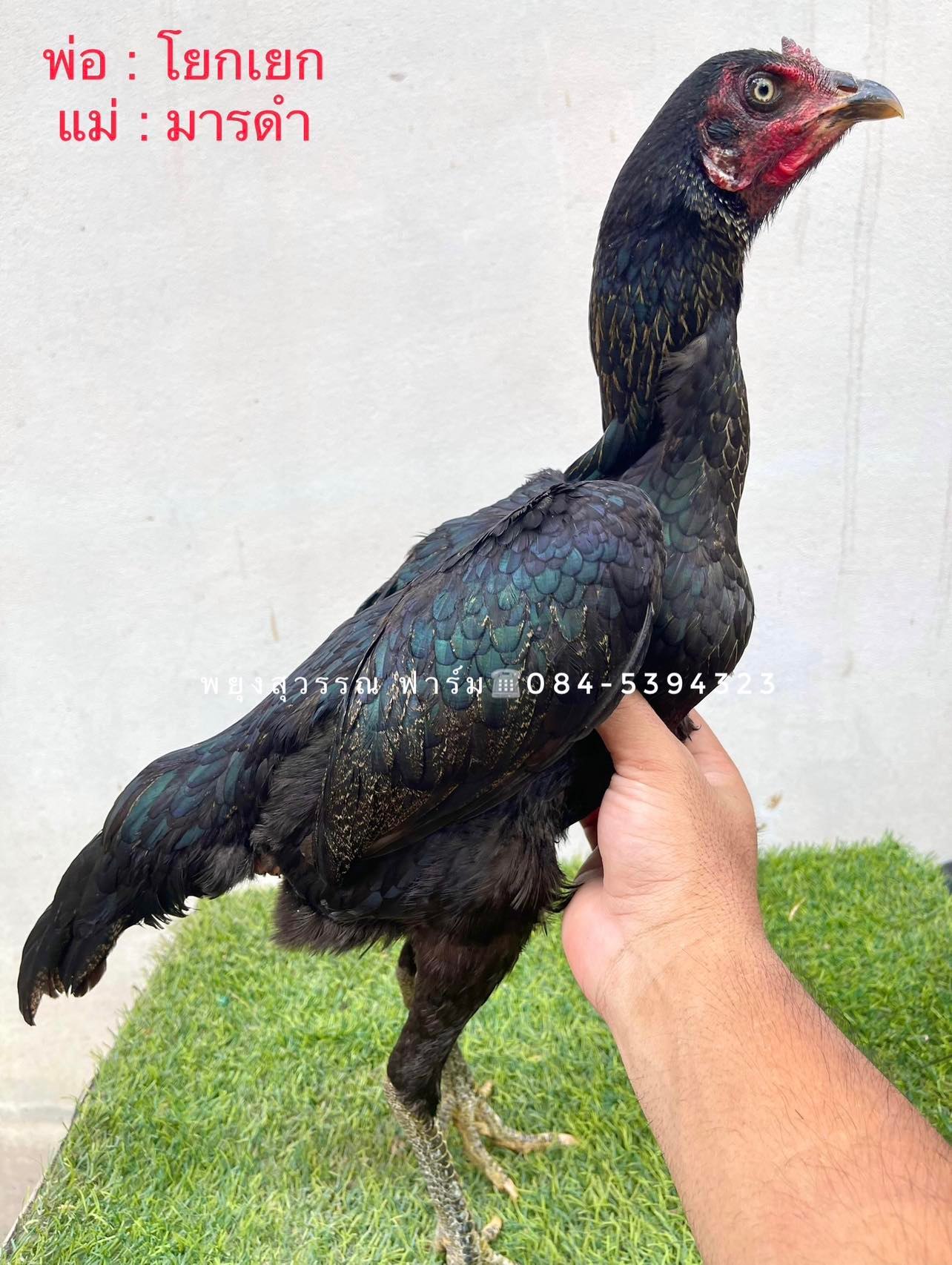 ไก่สาวพม่าม้าล่อเกรดแม่พันธุ์ สายเลือด โยกเยก/มารดำ เบอร์แข้งเข้ากับแข้งหน้า