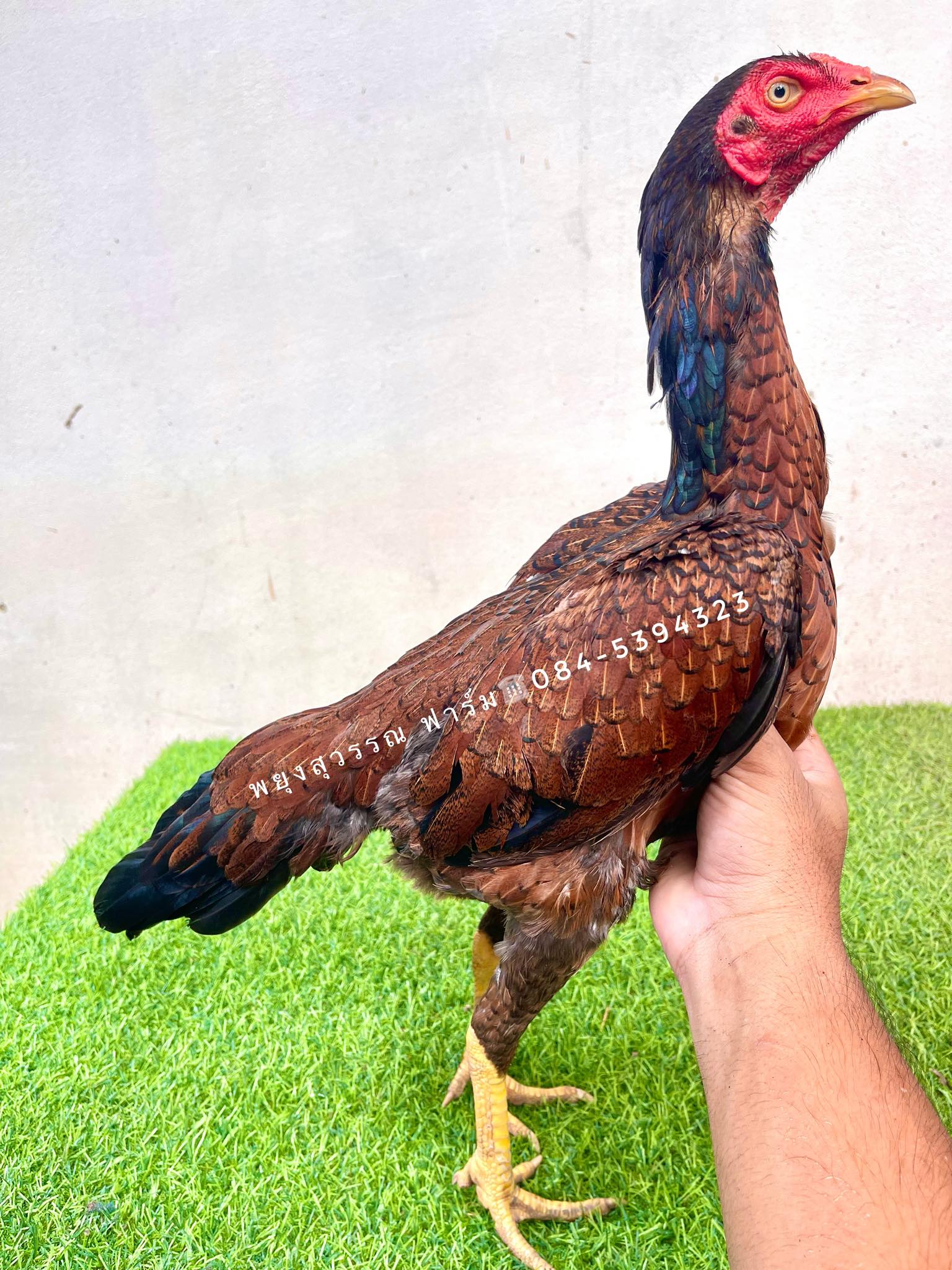 ไก่สาวป่าก๋อยสีพม่า สายเลือดดี กัดเยอะ เบอร์แข้งรุนแรง มีสโล่ สายสุดใจ