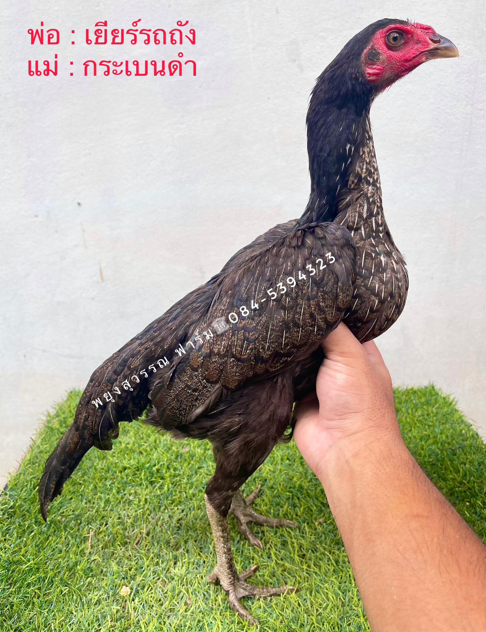 ไก่สาวพม่าม้าล่อ สายเลือดดีเหลี่ยมดีแผลคม พ่อแม่จ่ายลูกเก่ง สาย เยียร์รถถัง/กระเบนดำ ตัวที่3