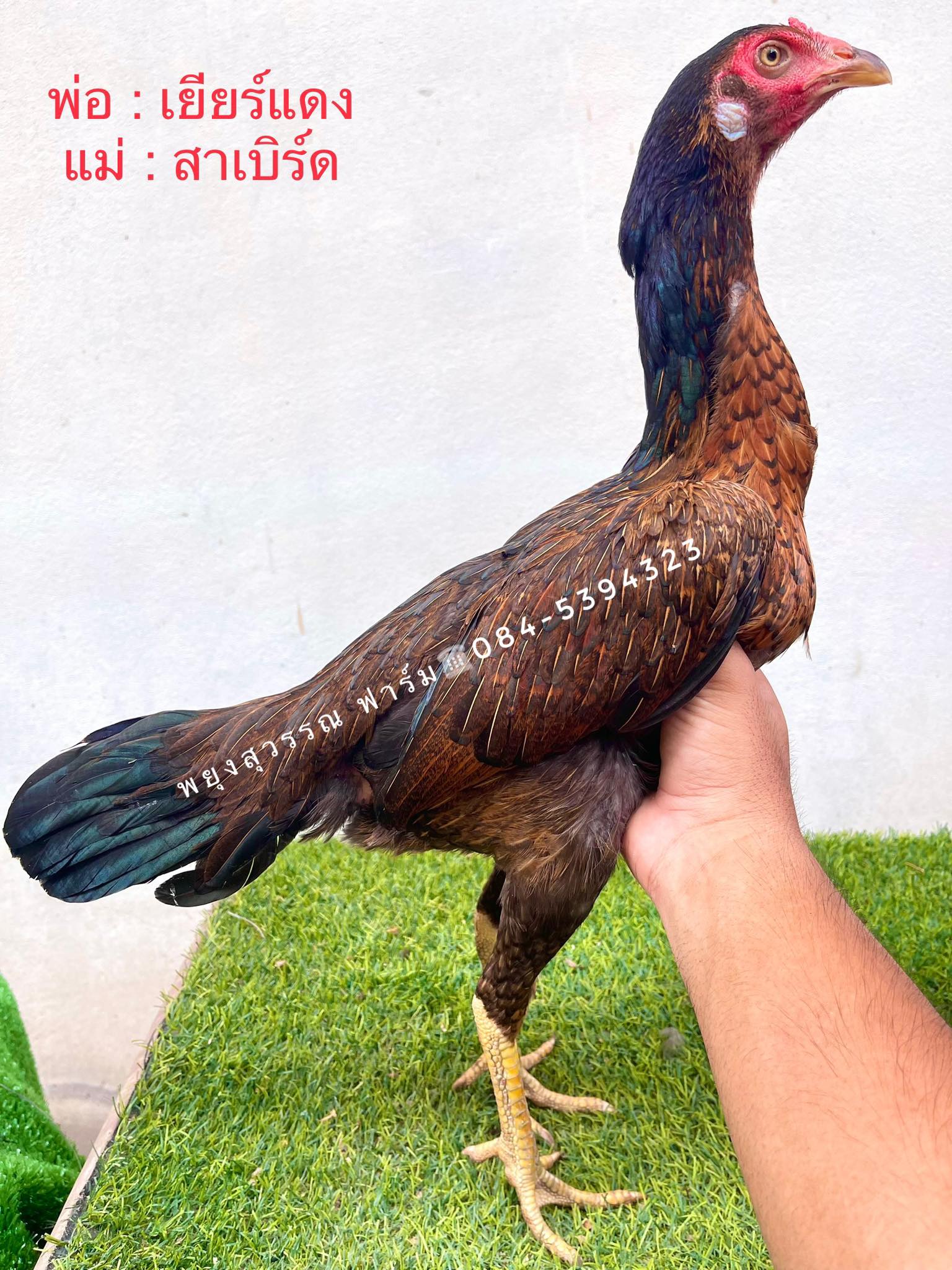 ไก่สาวพม่าม้าล่อ สายเลือดดีเหลี่ยมดีแผลคม พ่อแม่จ่ายลูกเก่ง สาย เยียร์แดง/สาเบิร์ด ตัวที่1