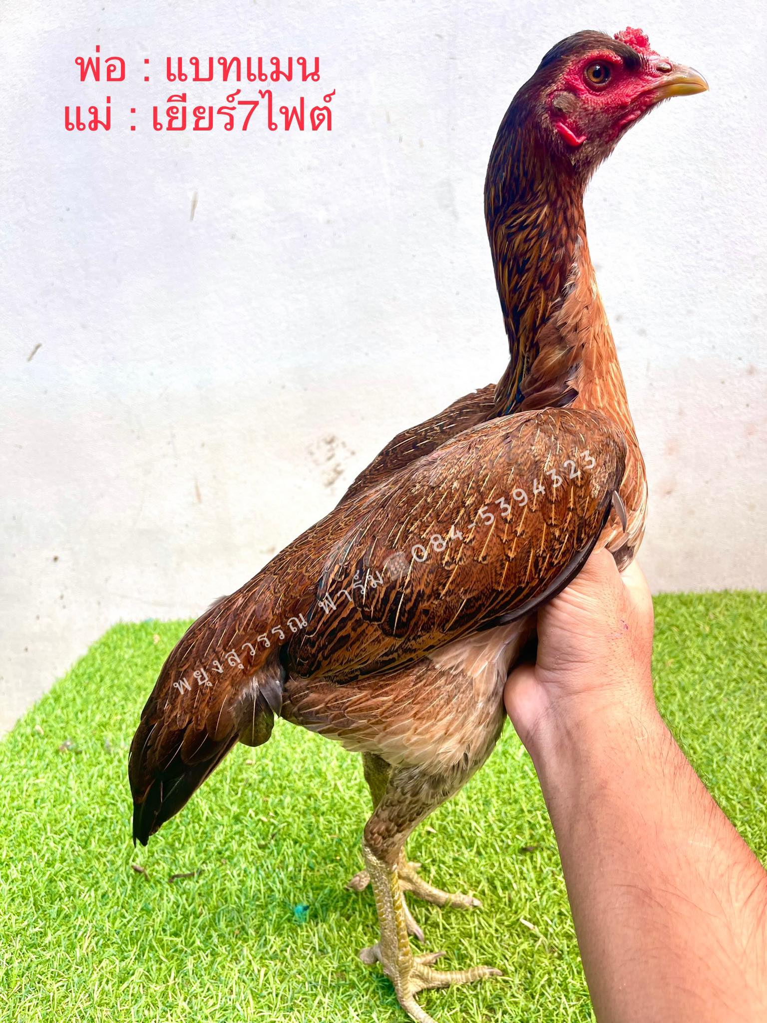 ไก่สาวพม่าม้าล่อ สายเลือดดีเหลี่ยมดีเบอร์แข้งโหดแผลคม เกิดจากพ่อแม่จ่ายลูกเก่งแล้ว ตัวที่1