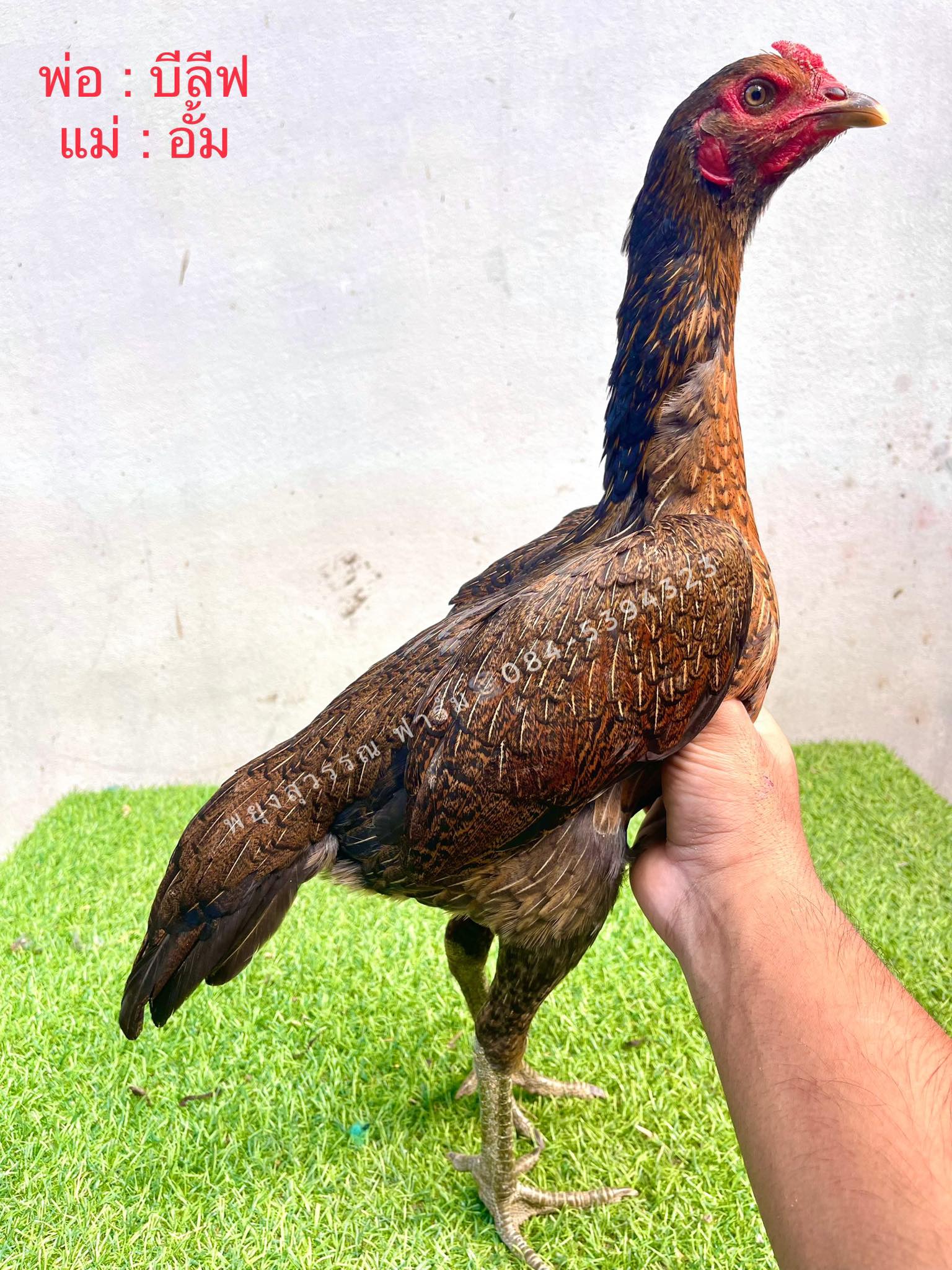 ไก่สาวพม่าม้าล่อ สายเลือดดีเหลี่ยมดีเบอร์แข้งโหดแผลคม เกิดจากพ่อแม่จ่ายลูกเก่งแล้ว ตัวที่2
