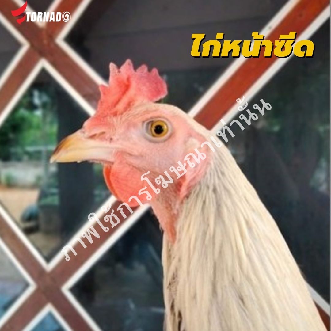 ไก่หน้าซีดรักษาอย่างไร