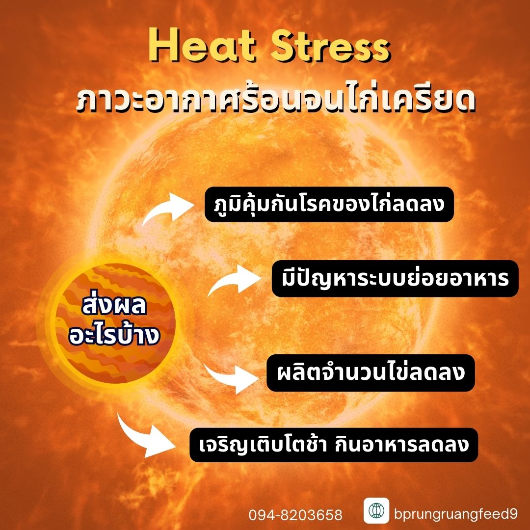 ภาวะความร้อนแบบ Heat Stress ส่งผลกับไก่ชนอย่างไรบ้าง?? 