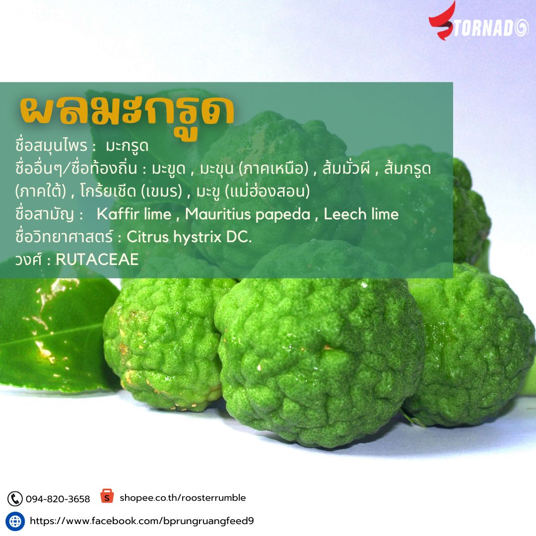 มะกรูดบำรุงหัวใจ แก้วิงเวียนและรักษาขี้กลากไก่จริงไหม??