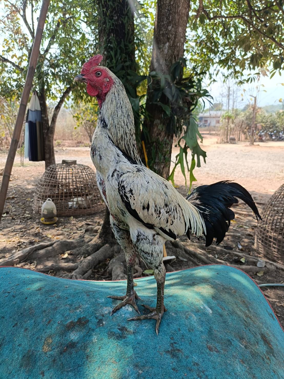 ไก่ใหม่ ตีแม่น ตีหนัก ขยันตี