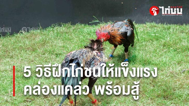 5 วิธีสร้างความแข็งแรงและความคล่องแคล่วให้ไก่ชน เพิ่มโอกาสชนะ		
			         		
			         		
			         