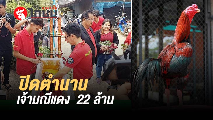 ปิดตำนานเจ้ามณีแดง ไก่ชนค่าตัวเดิมพันแพง 22 ล้าน