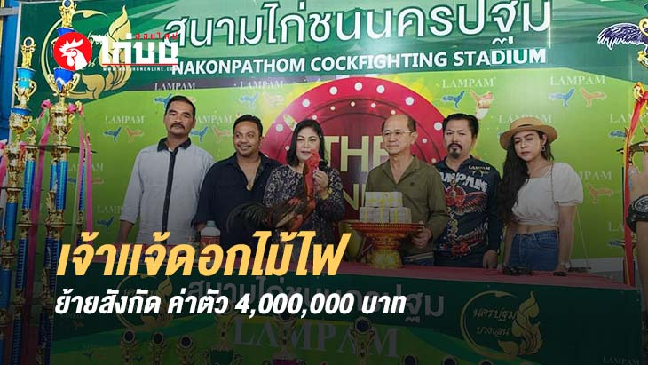 ไก่ชนเจ้าเเจ้ดอกไม้ไฟ แชมป์เงินล้าน 3 สนาม ย้ายสังกัดค่าตัว 4,000,000 บาท