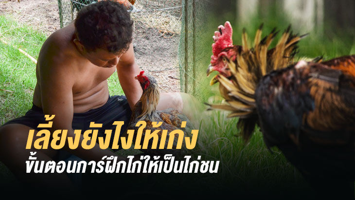 ขั้นตอนการฝึกไก่ให้เป็นไก่ชน สำหรับมือใหม่ โดยไก่ชนออนไลน์