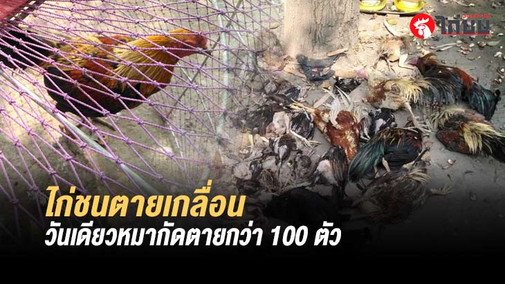 เจ้าของไก่ชนปราจีนสุดเศร้า โดนสุนัขขย้ำไก่ชนตายเกือบ 100 ตัว วอนเจ้าของหมารับผิดชอบ